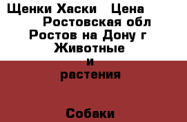 Щенки Хаски › Цена ­ 10 000 - Ростовская обл., Ростов-на-Дону г. Животные и растения » Собаки   